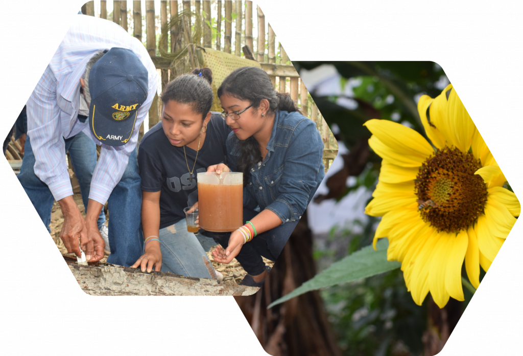 Slider-apicultura-maquita